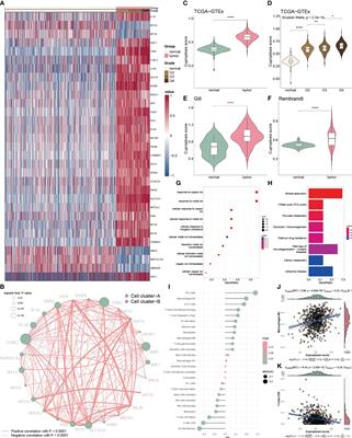 Cuproptosis in glioblastoma: unveiling a novel prognostic model and therapeutic potential